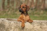 RODESIAN RIDGEBACK 174